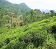 25 cents Residential Plot For Sale in Kethouri, Ooty